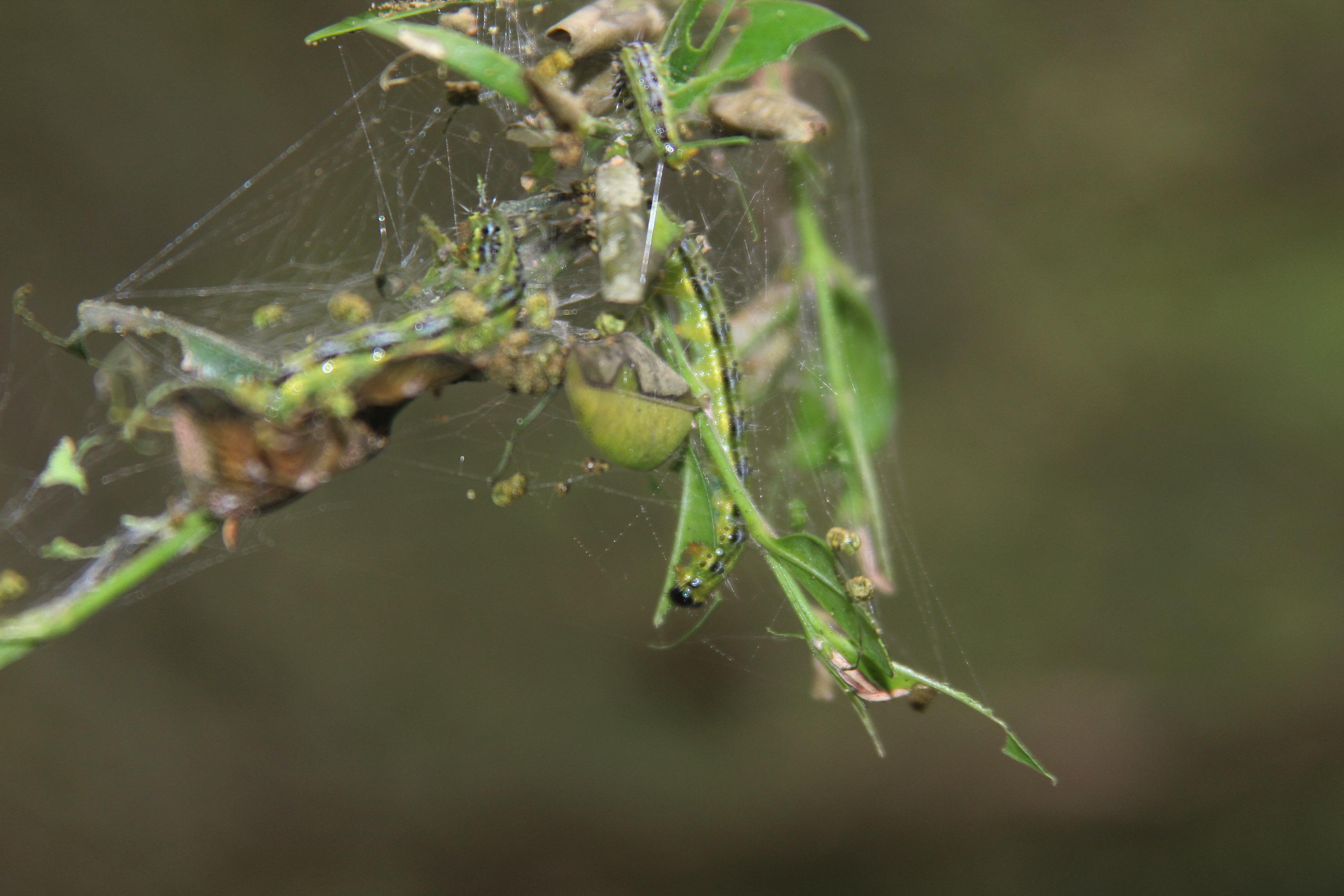 Fırtına Vadisi'ndeki şimşir ormanı kuruma tehlikesi altında - 5