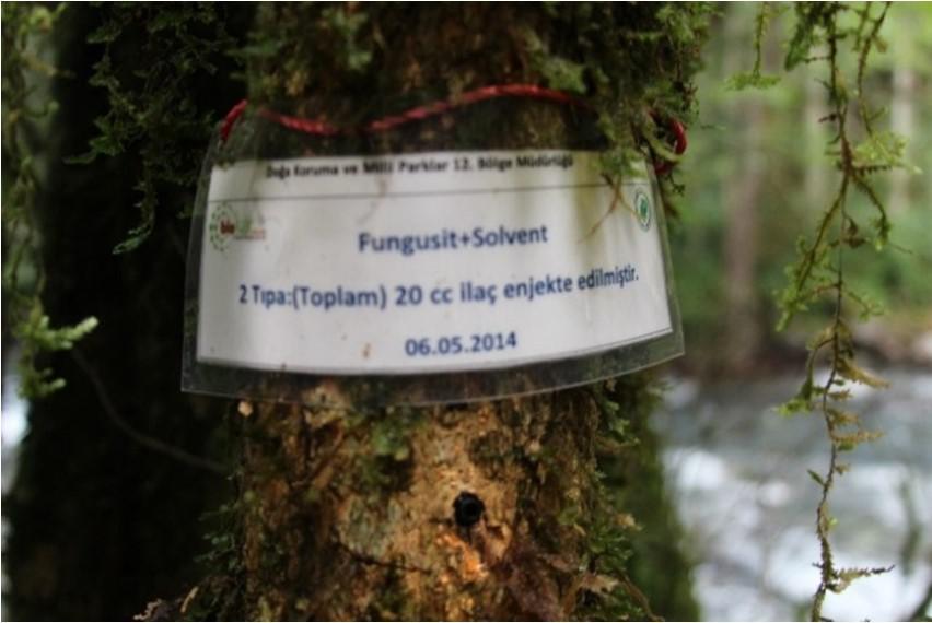 Fırtına Vadisi'ndeki şimşir ormanı kuruma tehlikesi altında - 6