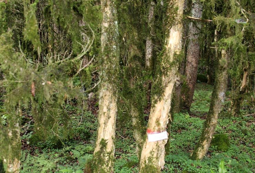 Fırtına Vadisi'ndeki şimşir ormanı kuruma tehlikesi altında - 7