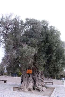 İzmir'de dünyanın en pahlı zeytin yağı yapılıyor - 2