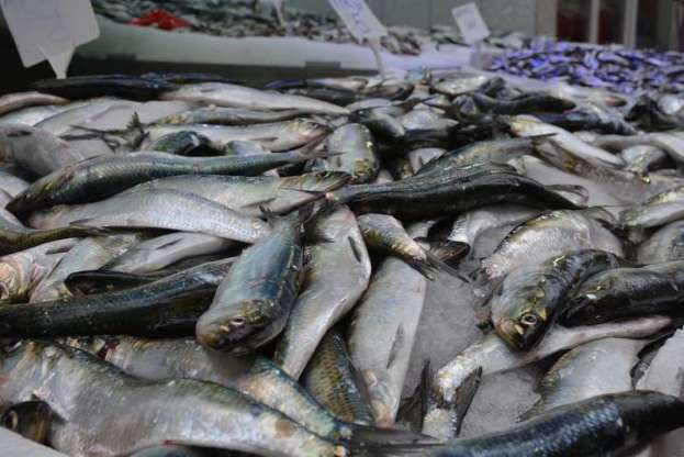 Karadeniz'de tirsi bolluğu - 1