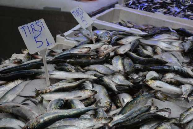 Karadeniz'de tirsi bolluğu - 2