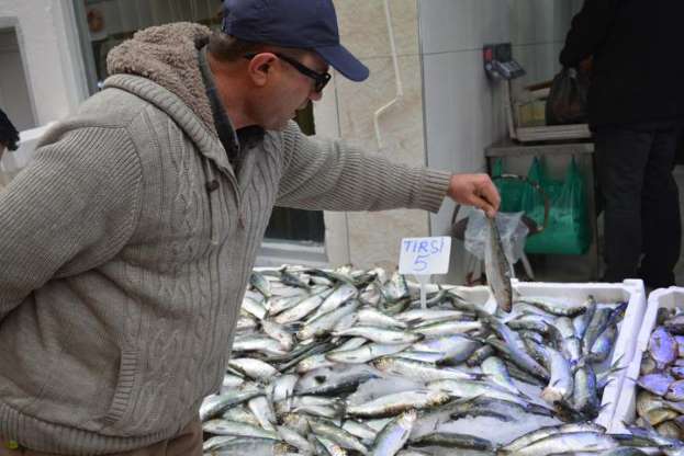Karadeniz'de tirsi bolluğu - 7
