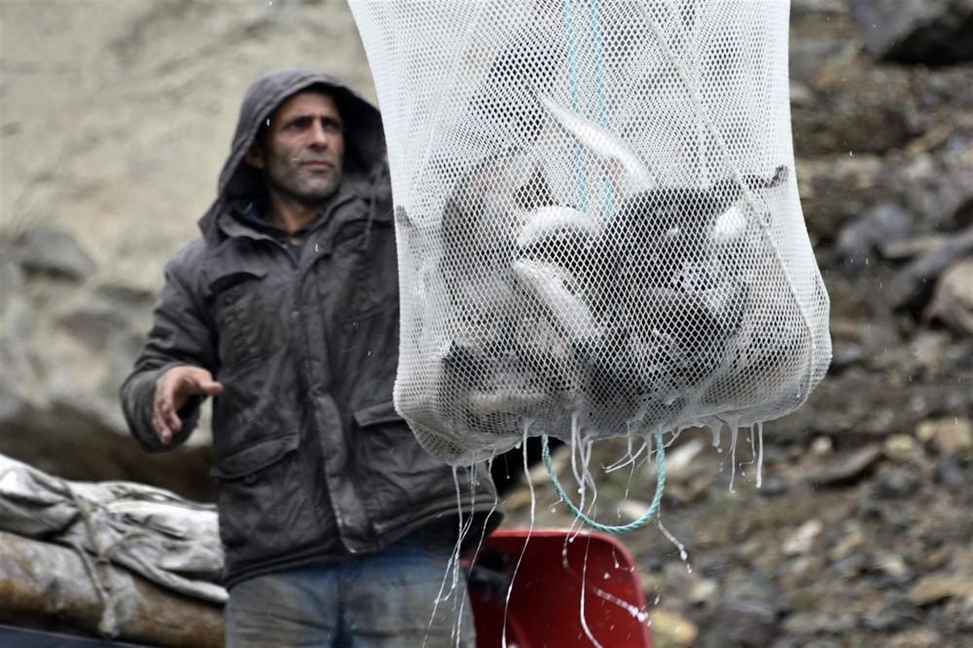 Gümüşhane'nin Torlu ilçesinden dünyaya balık ihraç ediliyor - 1