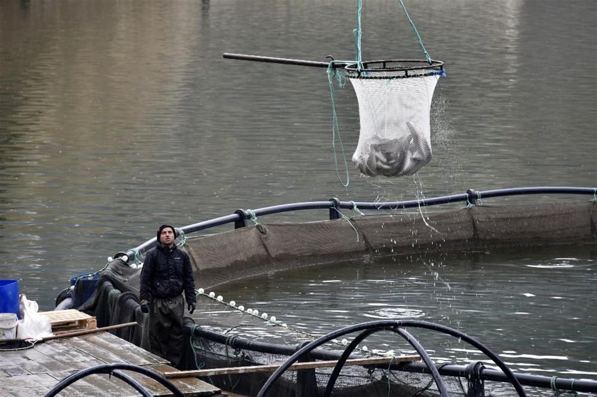 Gümüşhane'nin Torlu ilçesinden dünyaya balık ihraç ediliyor - 3