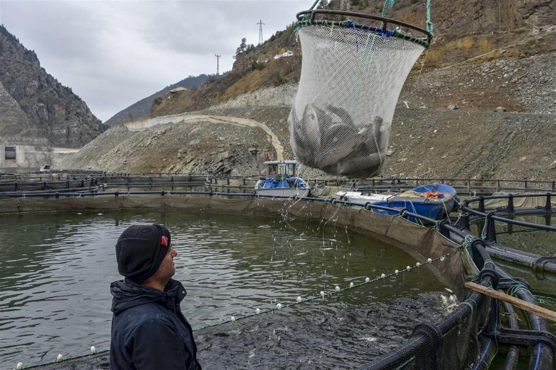 Gümüşhane'nin Torlu ilçesinden dünyaya balık ihraç ediliyor - 10