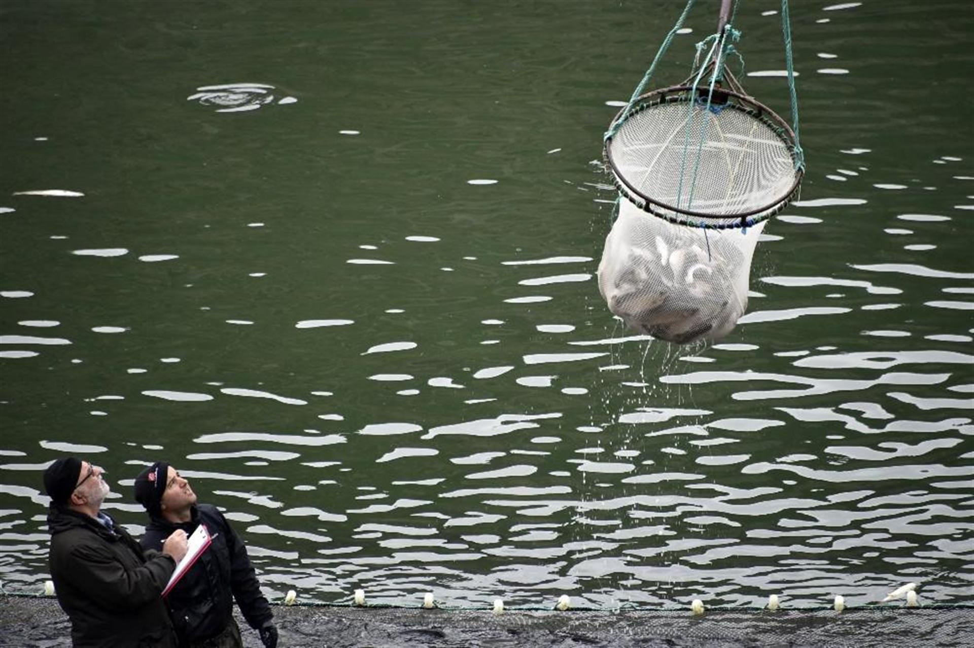 Gümüşhane'nin Torlu ilçesinden dünyaya balık ihraç ediliyor - 13