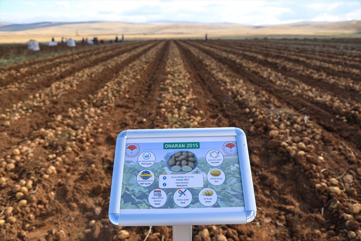 Malatya'da yerli tohum patates hasadı yapıldı - 2