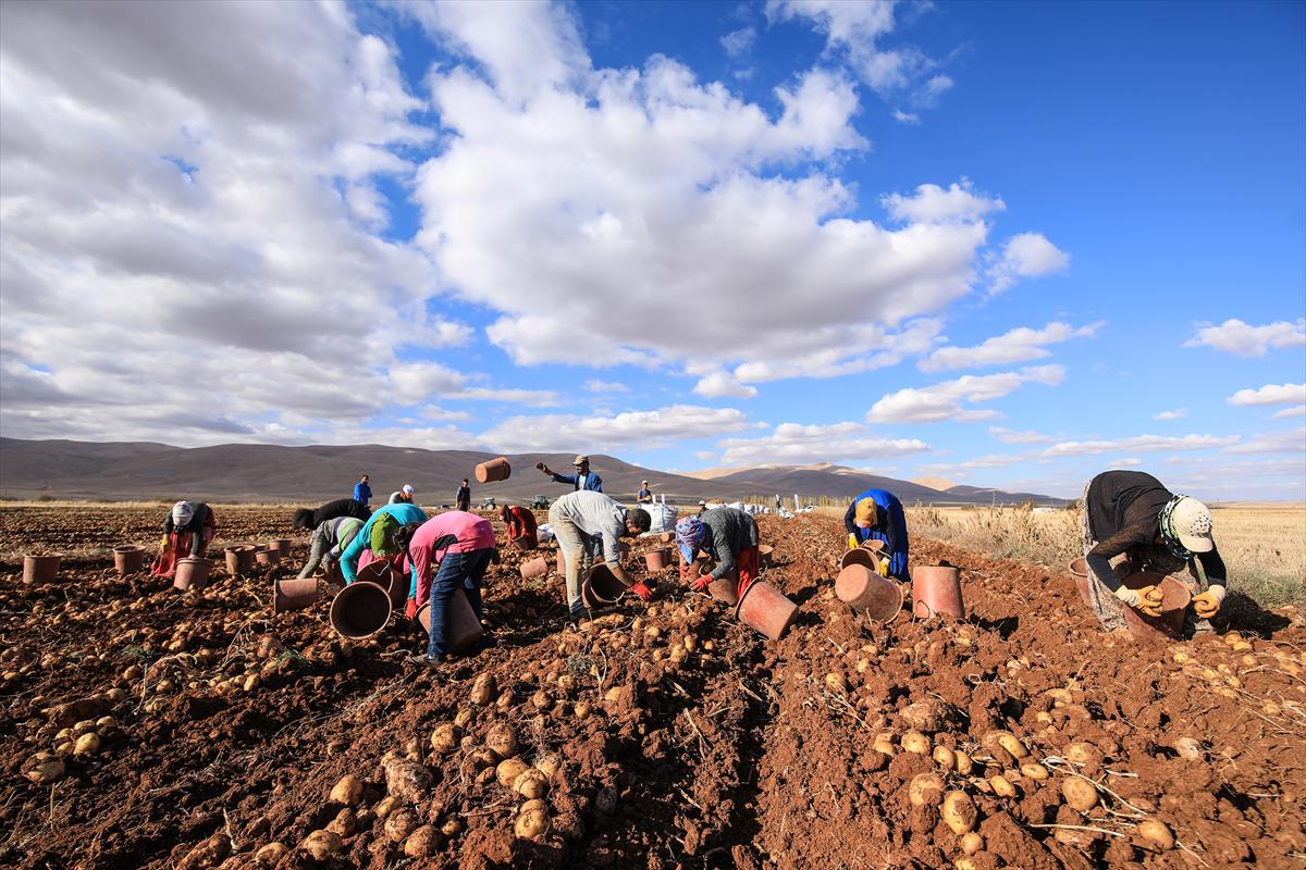 Malatya'da yerli tohum patates hasadı yapıldı - 3