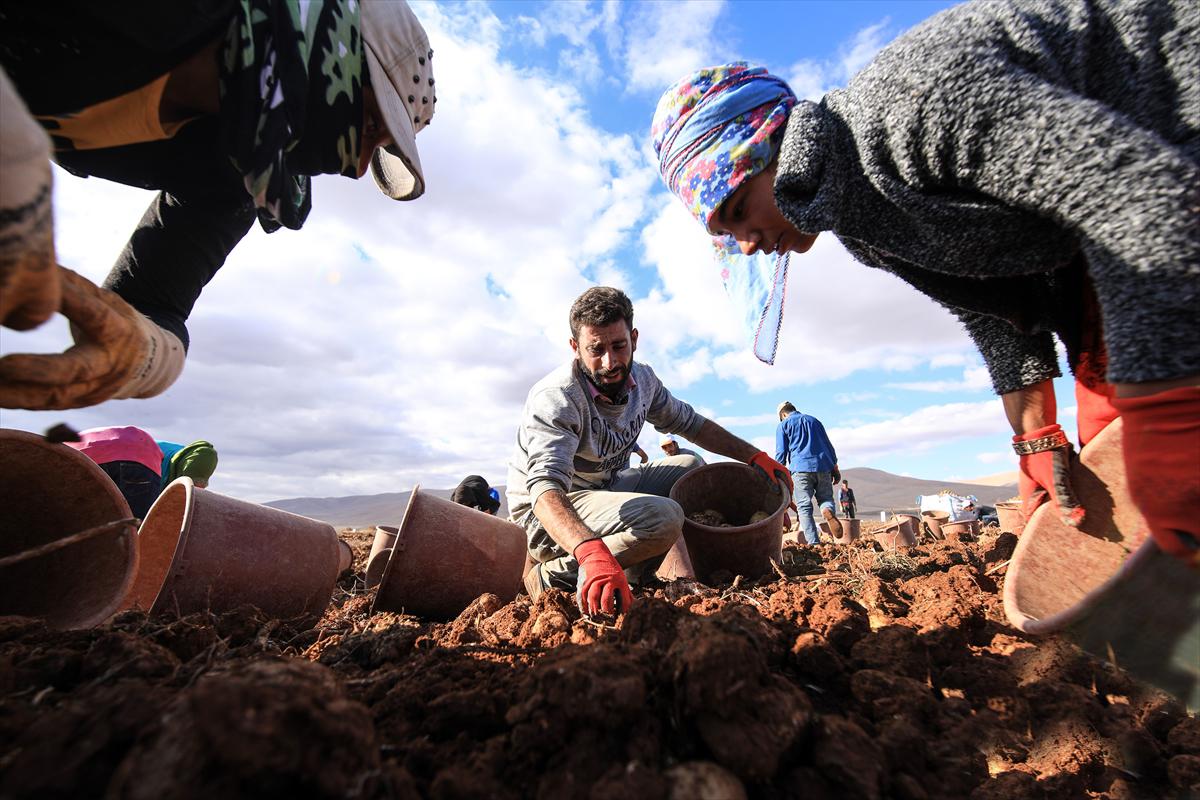 Malatya'da yerli tohum patates hasadı yapıldı - 4