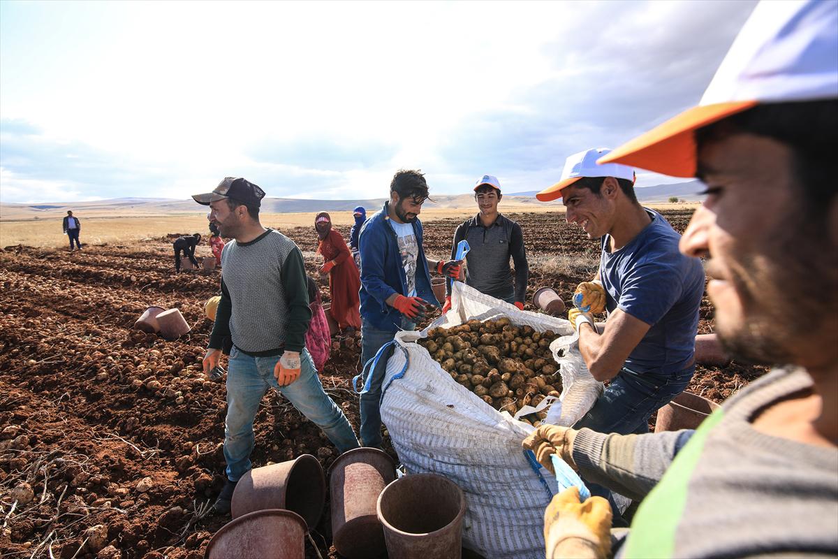 Malatya'da yerli tohum patates hasadı yapıldı - 6