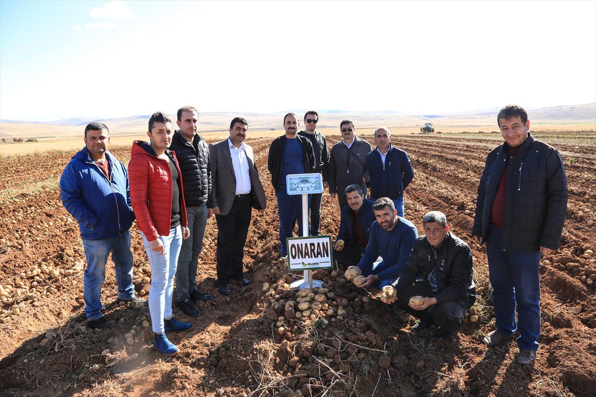 Malatya'da yerli tohum patates hasadı yapıldı - 7