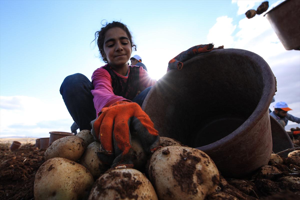 Malatya'da yerli tohum patates hasadı yapıldı - 8