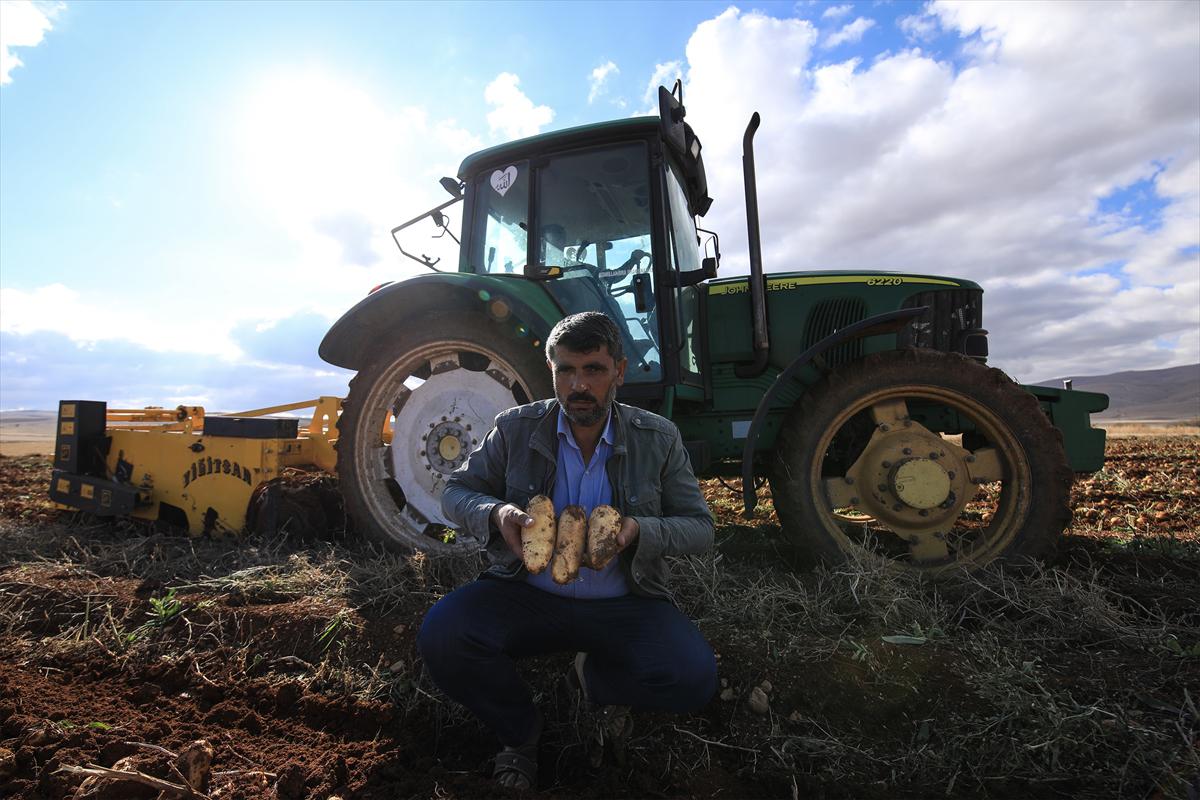 Malatya'da yerli tohum patates hasadı yapıldı - 10