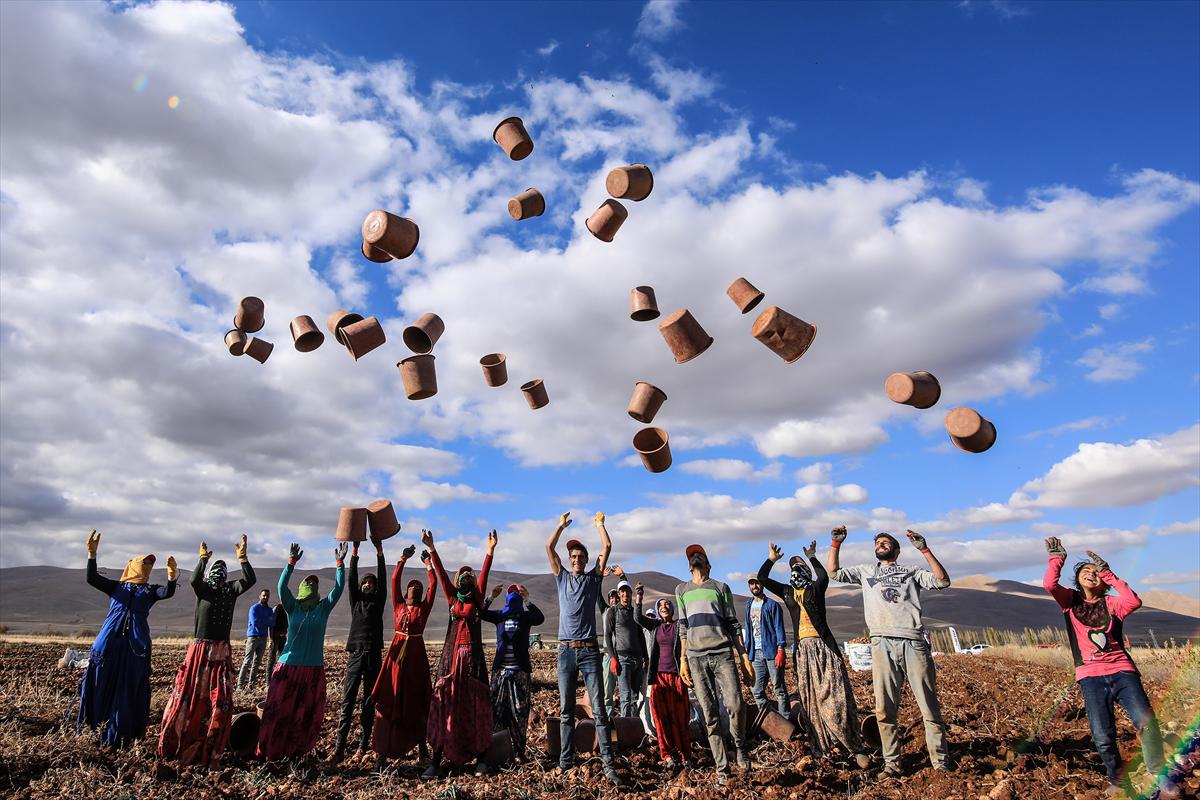 Malatya'da yerli tohum patates hasadı yapıldı - 11