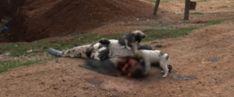 IŞİD'den muhaliflerin naaşlarına işkence