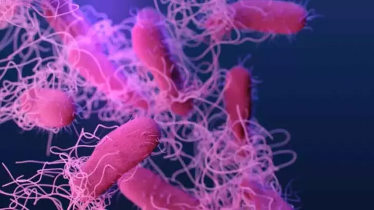 Gıda zehirlenmesi... Salmonella enfeksiyonuna karşı altın kurallar
