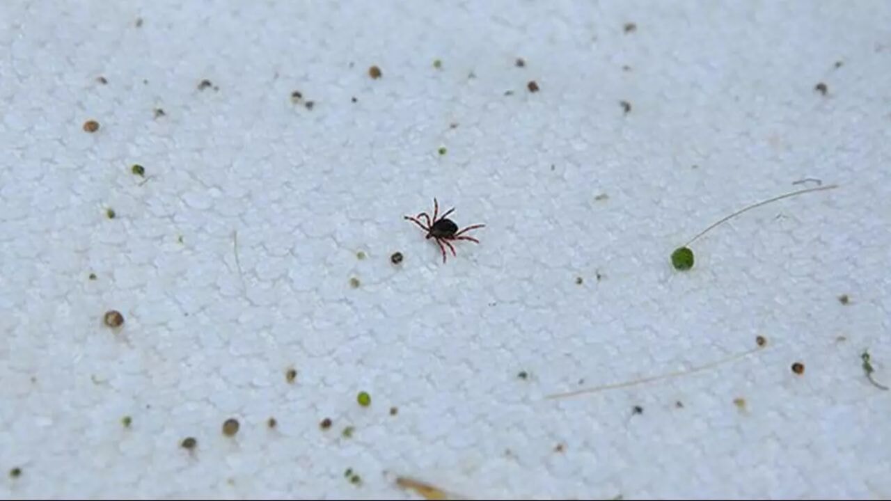 Kene kabusu geri döndü! 8 kişiden biri hayatını kaybetti