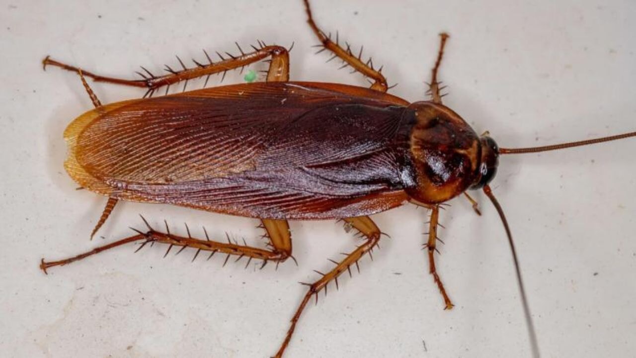 Hamamböcekleri siber böceklere dönüştürüldü