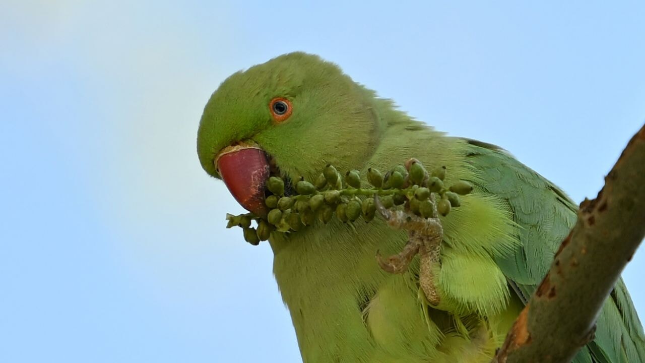 Ankara'da tropik istilacı: Yeşil papağanlar çoğalıyor!