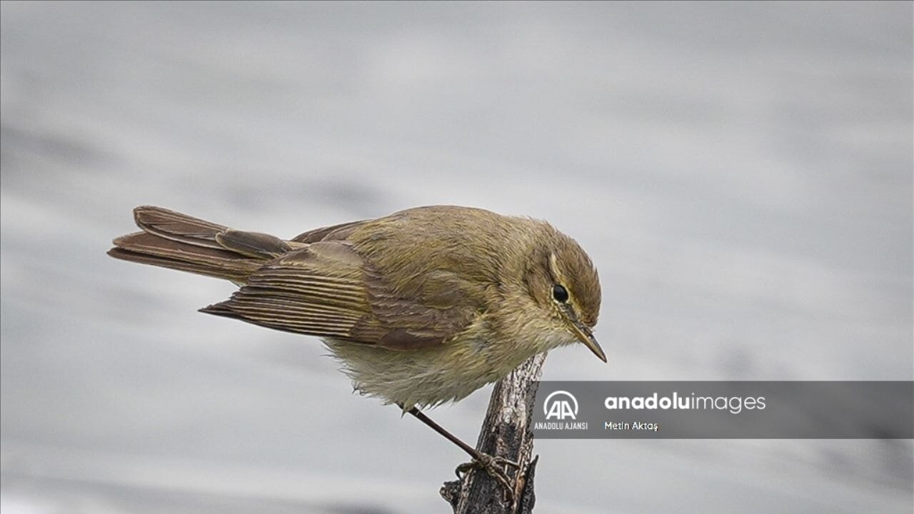 Ankara'nın Kızılcahamam ilçesinde Çıvgın Kuşu keşfedildi