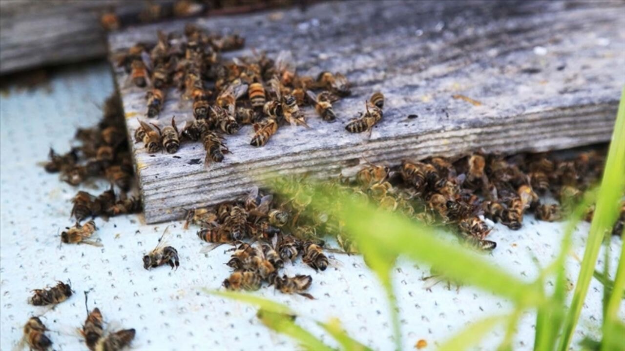 Arıcılık tehlikede mi? İklim değişikliği arıları nasıl etkiliyor?