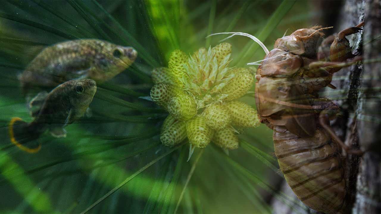 Bir bitkiye zarar verirseniz, çığlık atar