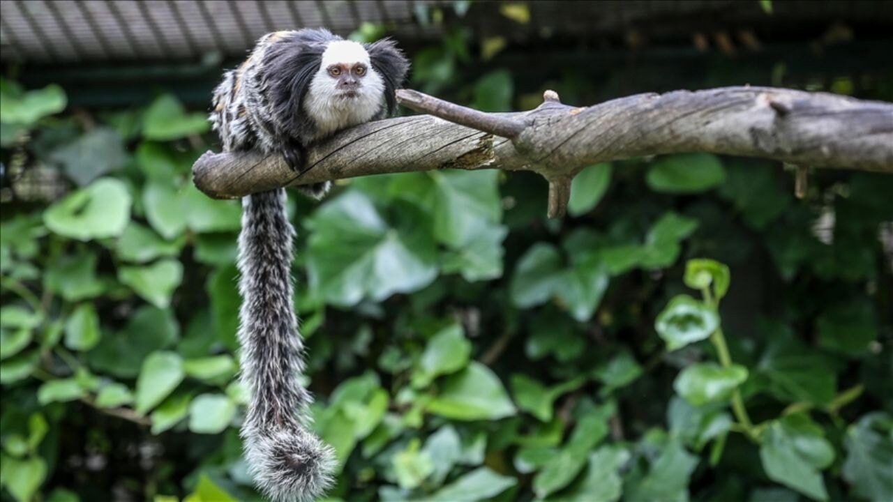 Bursa Hayvanat Bahçesi'nin minik yüzleri! Kuyruğu gövdesinden uzun Marmosetlere özenli bakım