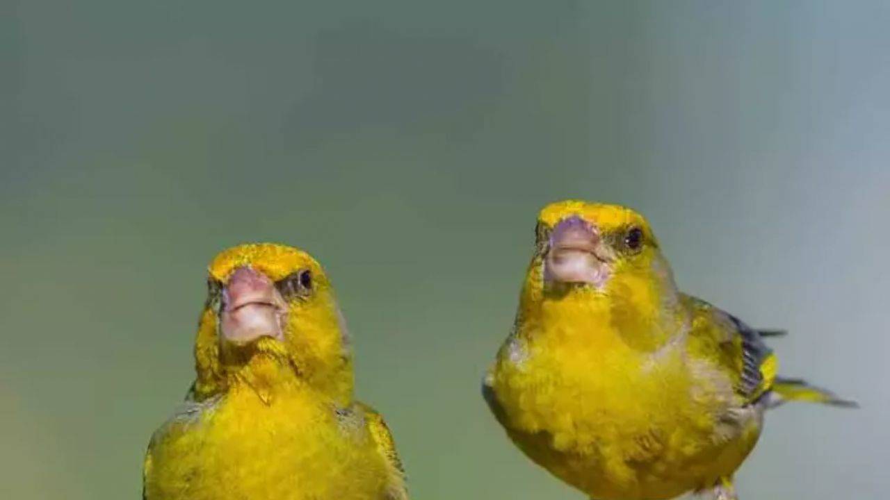 Çanakkale'de kuş gözleminde rekor! 50 yeni tür