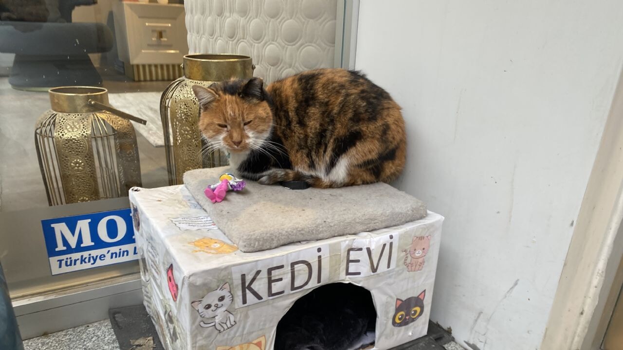 Dükkanda kedi için asılan ilginç not: 'Dilenci değilim'