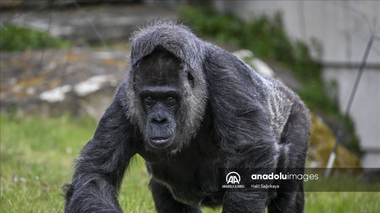 Dünyanın en yaşlı gorili Fatou 68 yaşına girdi!