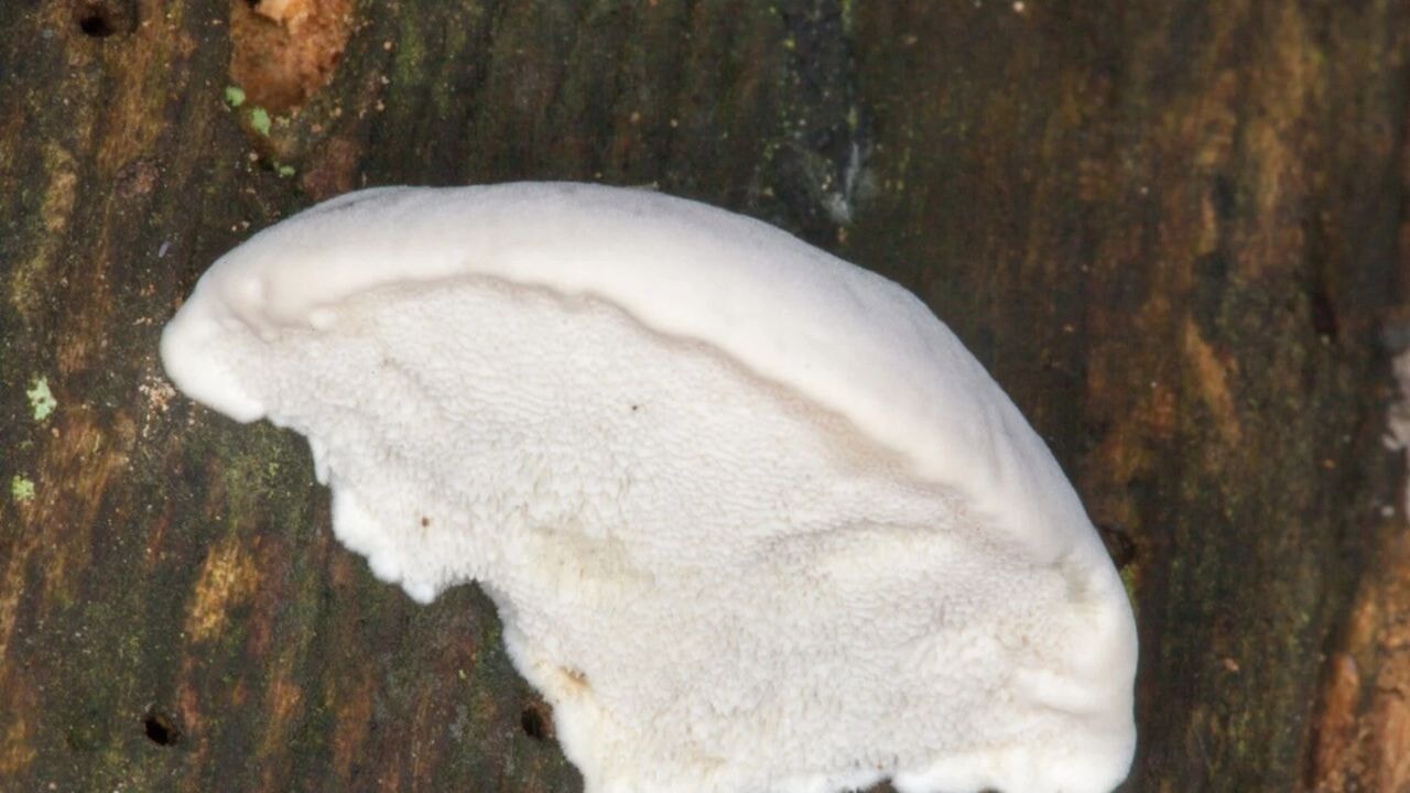 En acı madde bulundu! 'İç organları bile yakar…'