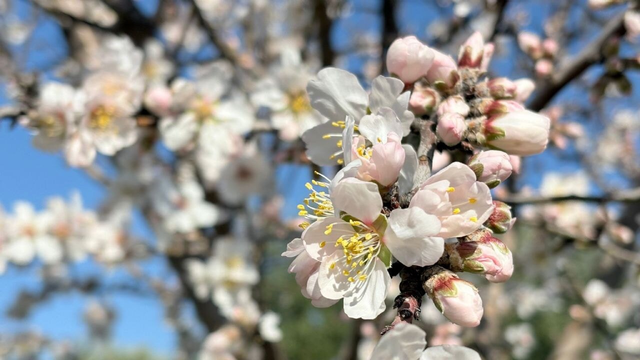 Erken açan çiçek üreticiyi tedirgin etti