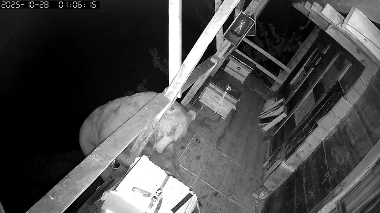 Evin balkonuna tırmanan ayı bal kovanlarındaki balı yedi