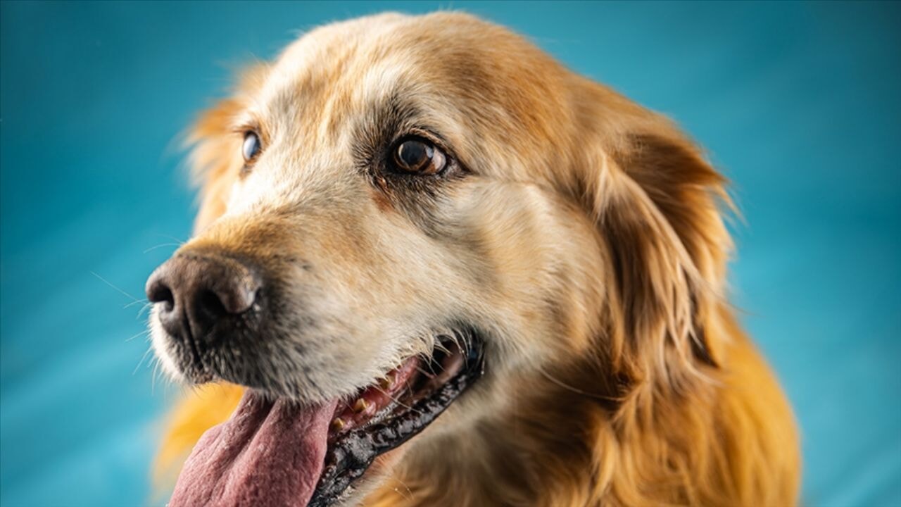 Golden retriever cinsi köpeklerin özel genleri tespit edildi
