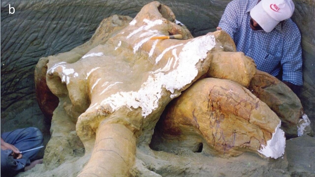 Hindistan'da büyük keşif! 400 bin yıllık fil fosili tarihi değiştirdi
