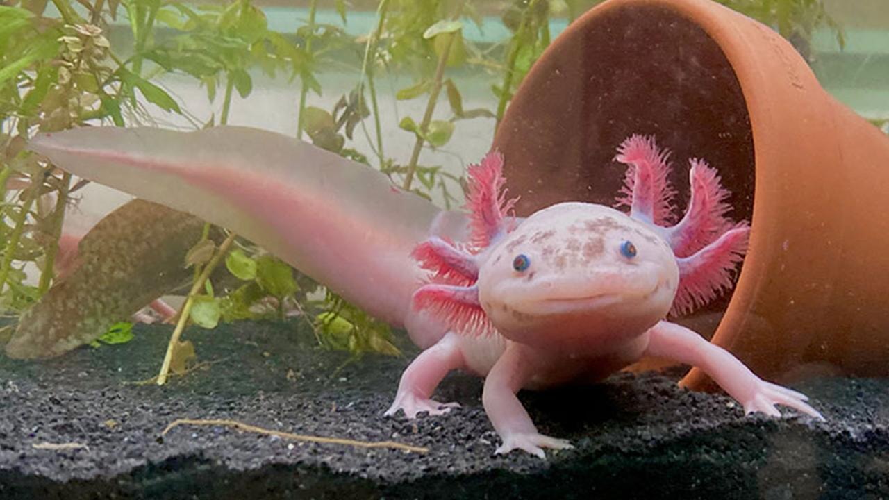 İnsanın kayıp uzuvları tekrar büyüyebilir mi?