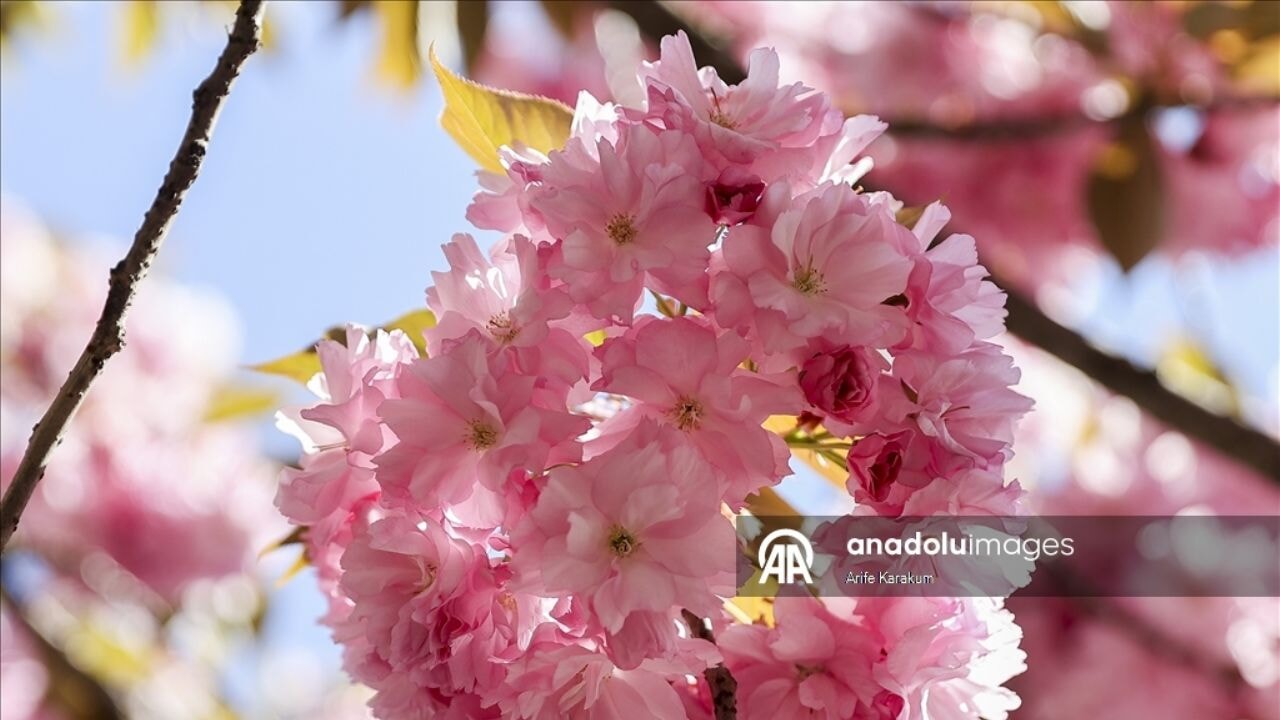 İstanbul'da baharın sembolü sakuralar görsel şölen sunuyor