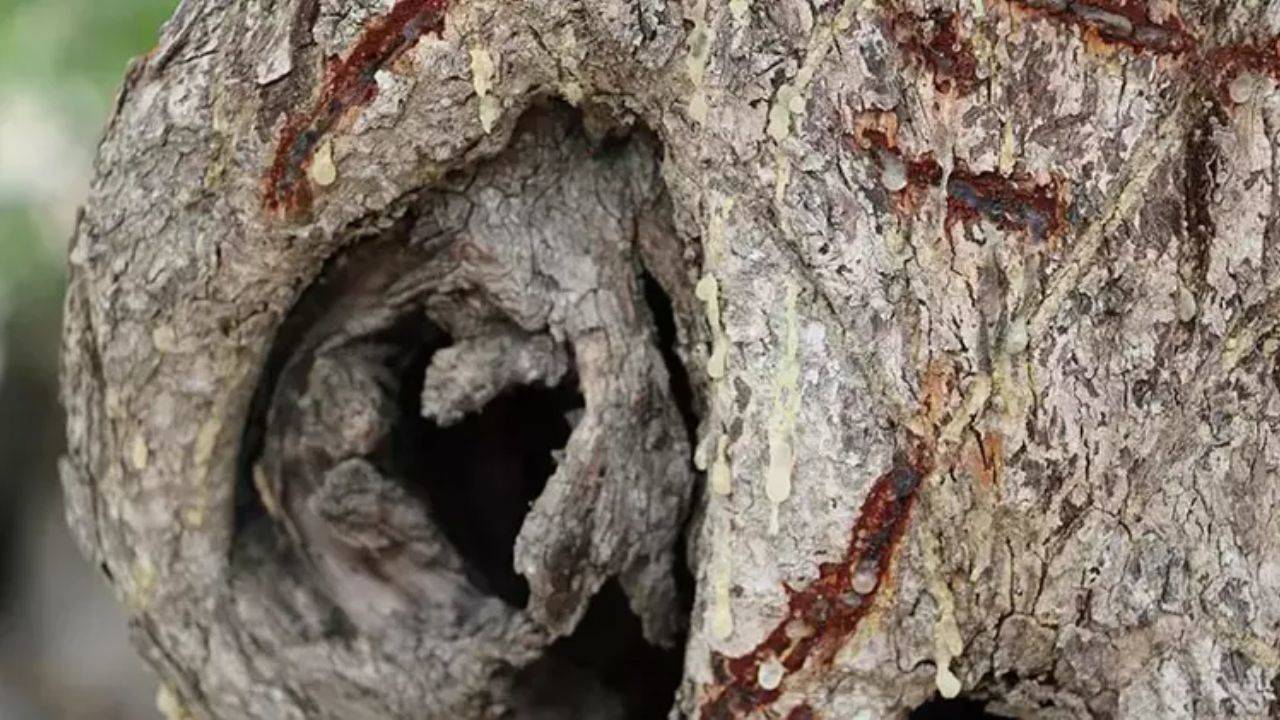 İzmir’in Çeşme ilçesinde, sakız ağacı üretimi büyük bir hızla devam ediyor