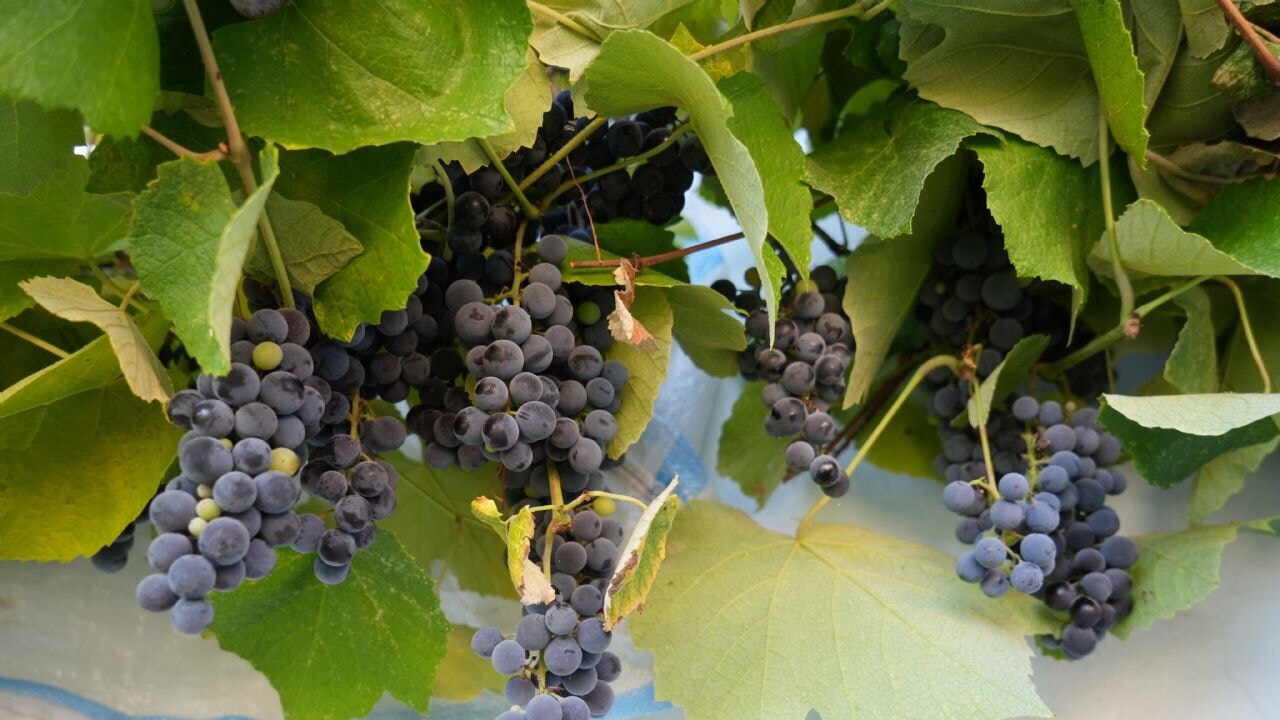 Kansere şifa kokulu üzüm