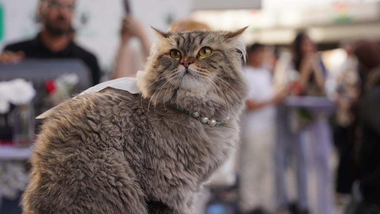 Kedilerde kanser araştırması, insan için umut ışığı oldu