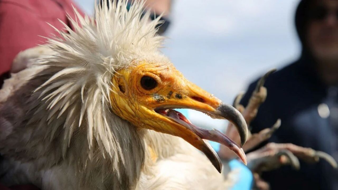 Küçük akbaba Midas 3 yılda 11 ülke dolaştı