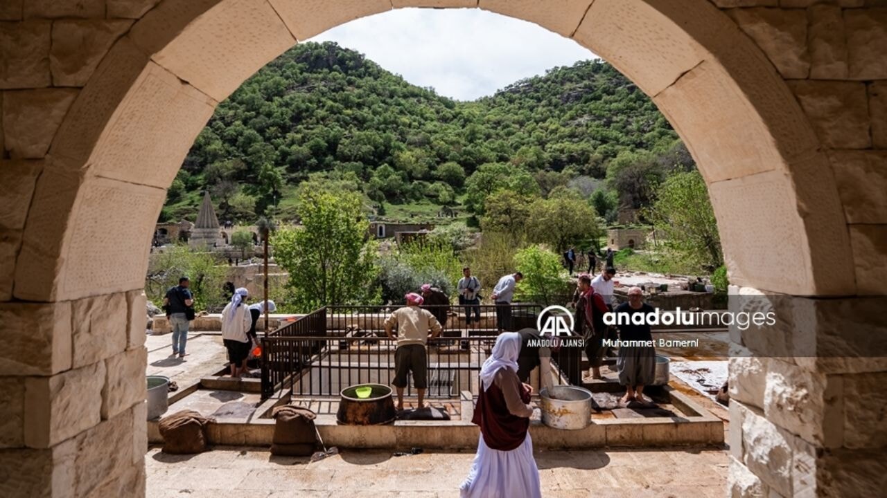Laleş Tapınağı'nda 300 gönüllü ile zeytin hasadı: Manevi bir etkinlik