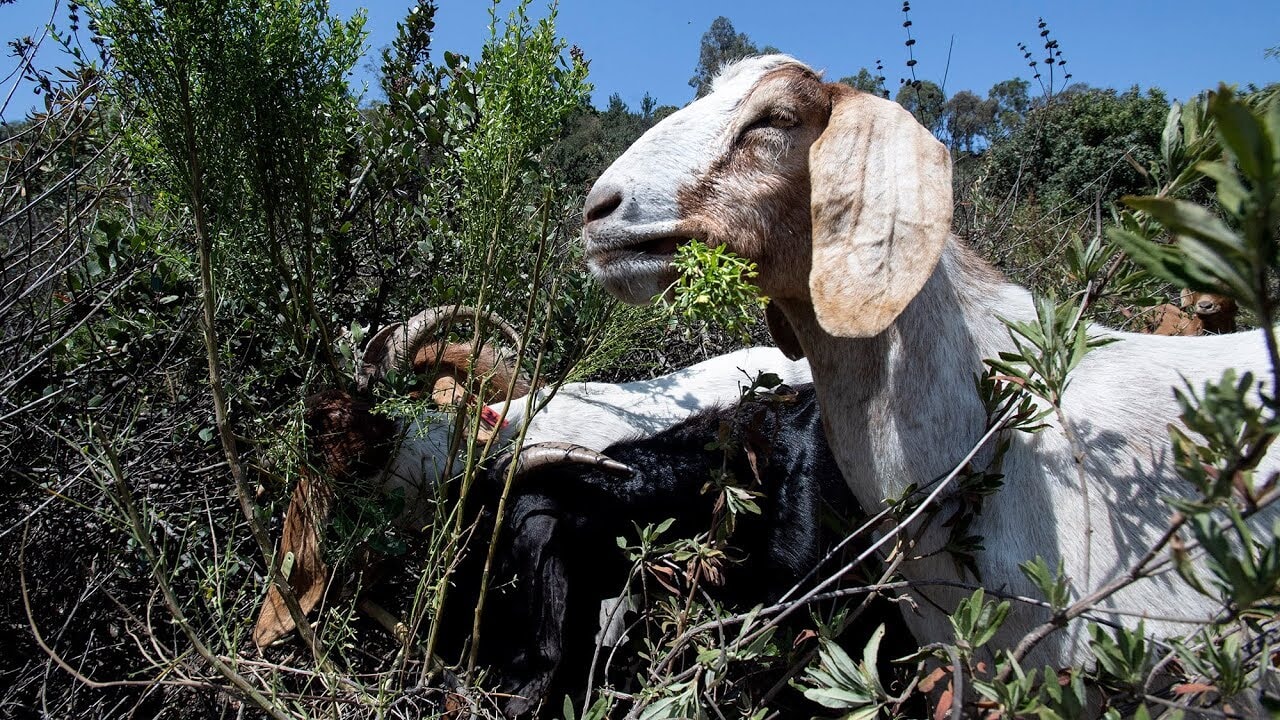 Ormanları keçiler kurtarıyor