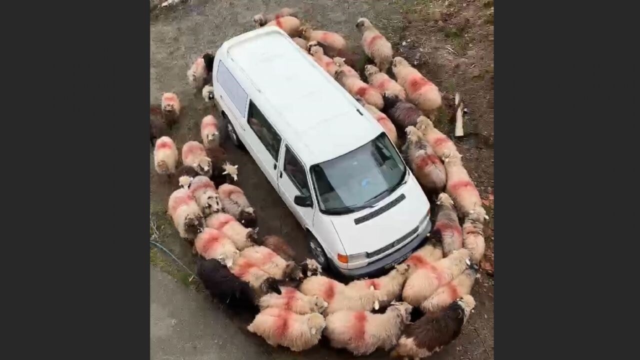 Trabzon'dan ilginç görüntüler