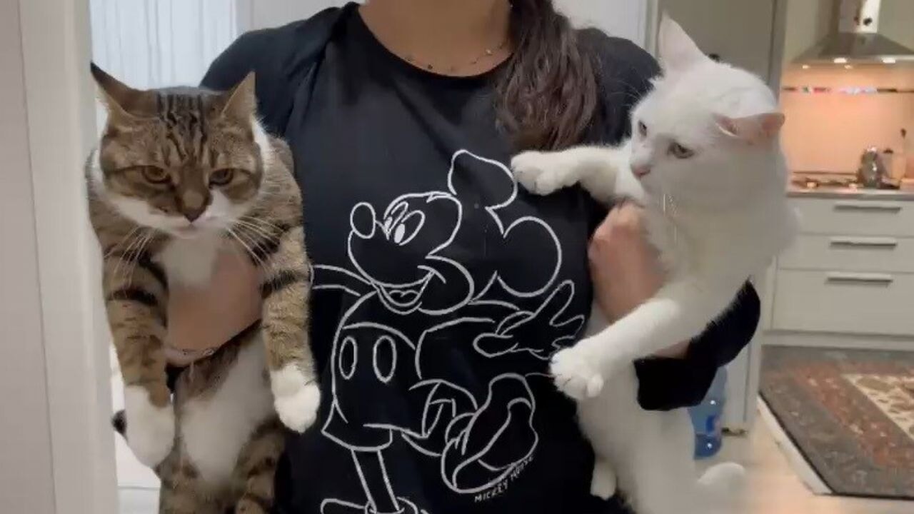 Uzmandan evcil hayvan aşısı uyarısı