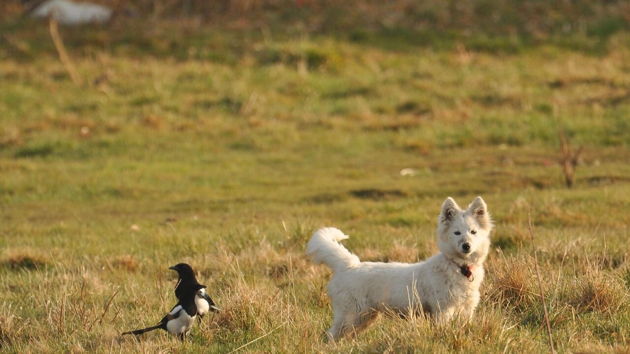 Van kedisi sandı, fare avlayan köpek çıktı