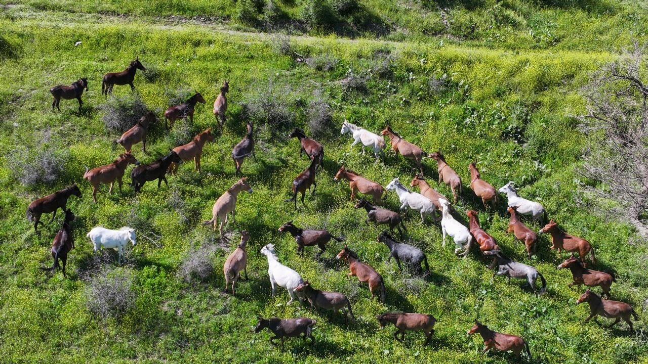 Van kırsalında şaşırtan görüntü: Katır ve atlardan oluşan sürü