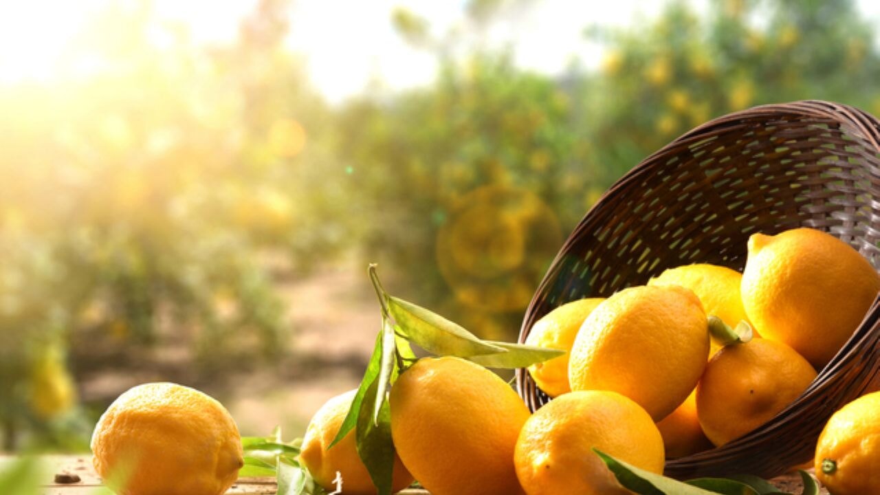 Yağ yakımını hızlandıran besinler