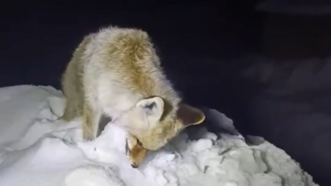 Yüksekova'da tilki ayakta donmuş halde bulundu